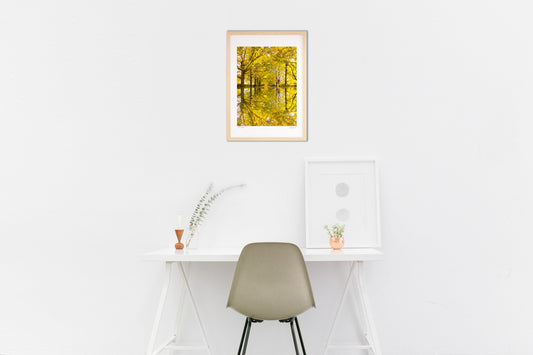 イチョウ並木の黄葉のリフレクション