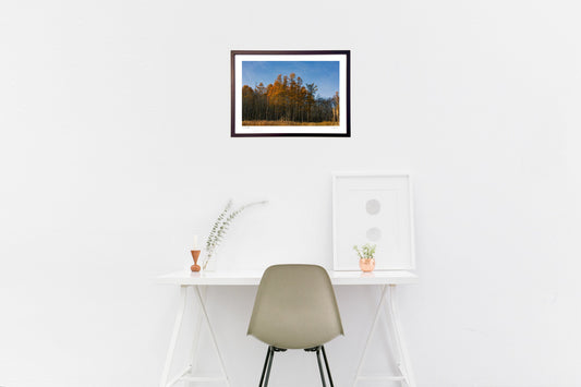 Autumn leaves in the forest