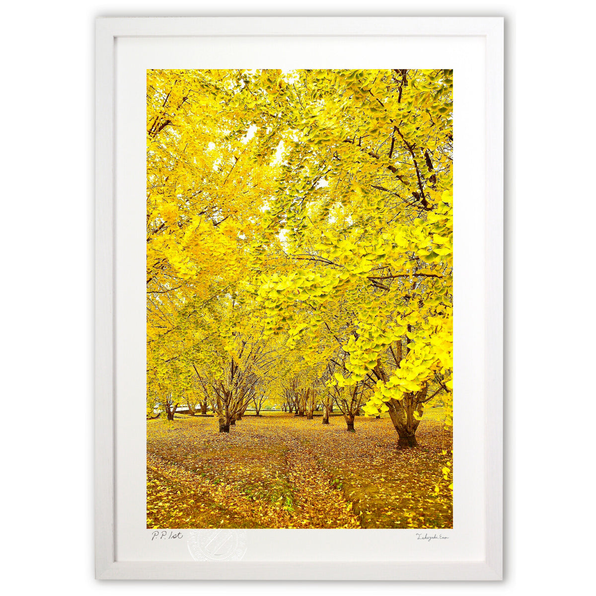 Ginkgo tree-lined street 2