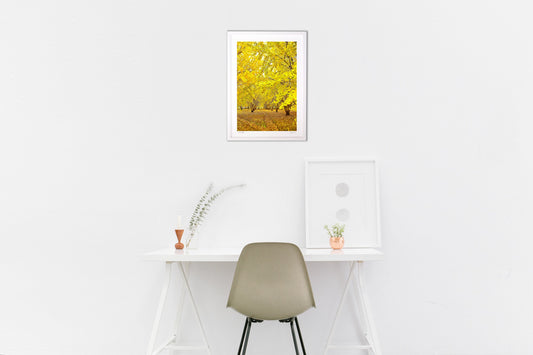 イチョウの並木道2