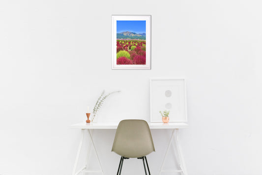 コキアとコスモス