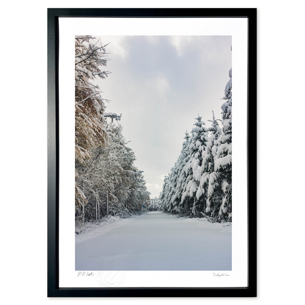 Snowy Forest