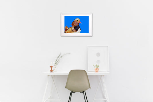 マンダリンダックー鴛鴦