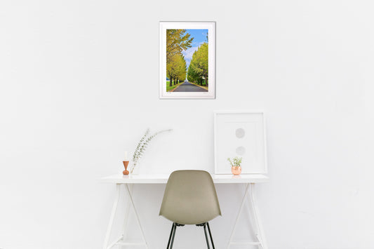 未完の銀杏並木道