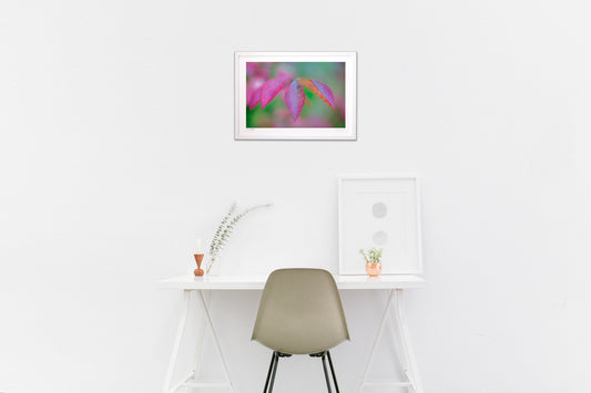 ニシキギ朱に染まりゆく