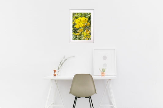 陽射しと菜の花