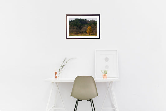 カラマツの紅葉