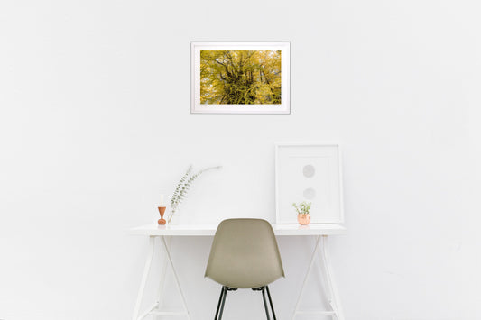 羽ばたくビックイエロー