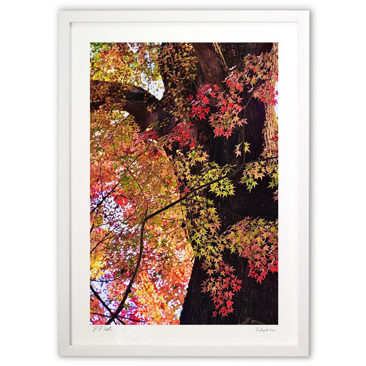 夕陽に染まる紅葉