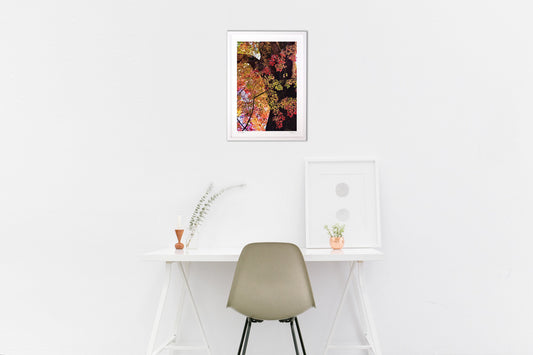 夕陽に染まる紅葉