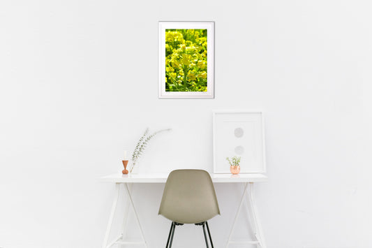 陽射しと菜の花