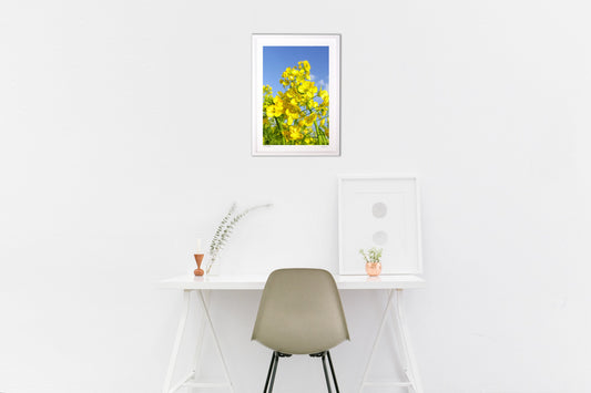 風に揺れる菜の花