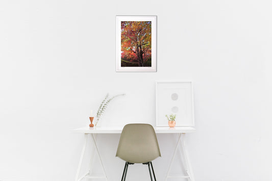 Last autumn leaves 2