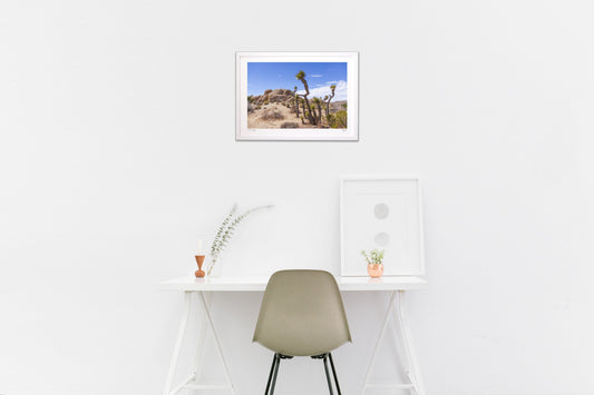 砂漠に生きる木