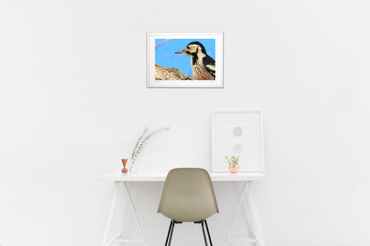 青空に映えるアカゲラ