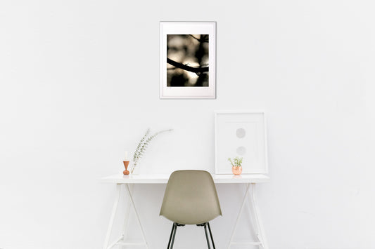 森の住人と逆光