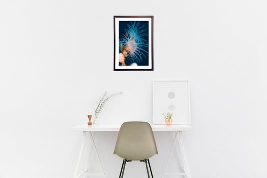 写真 触手を広げるナシジイソギンチャク(縦)