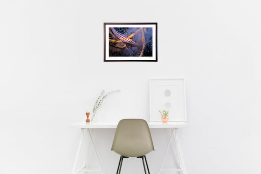 写真 ウミカラマツの影に潜むクダゴンベ(横)