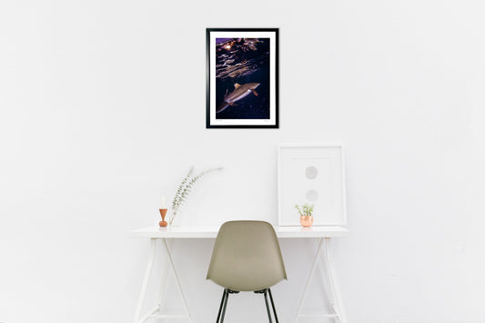 写真 夕焼けのラグーンで出会ったサメ#5(縦)