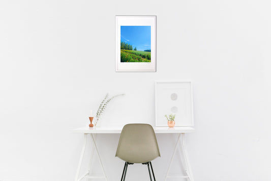 写真(コスモス畑)