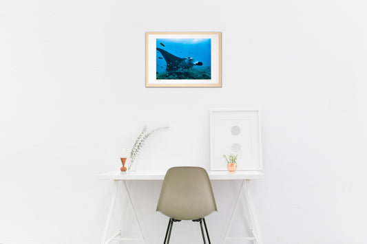 サンゴの丘で舞うマンタ ミクロネシア連邦ヤップ島