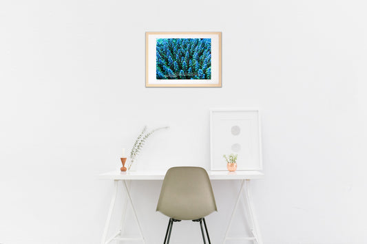 Blue Acropora ミドリイシ属