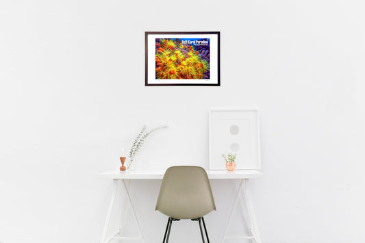 Soft Coral Paradise