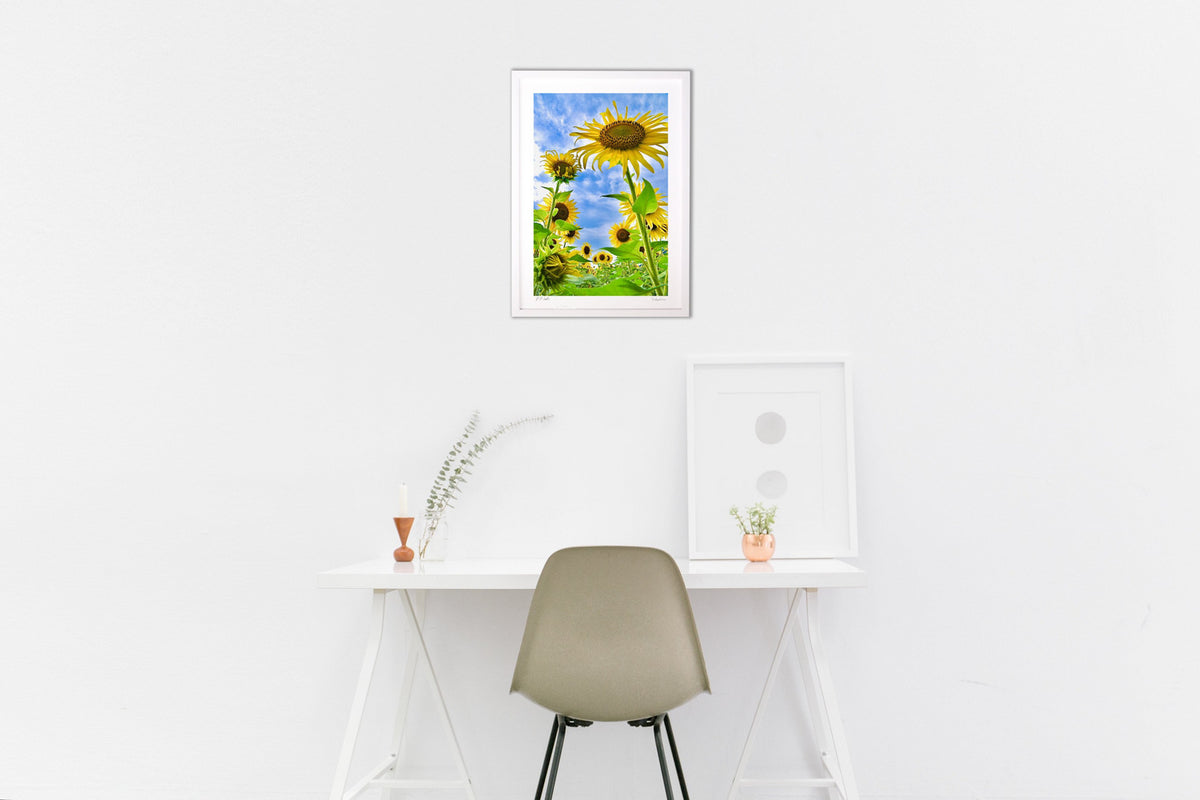 Sunflowers and the summer sky