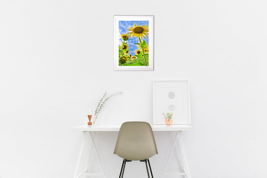 ひまわりと夏空