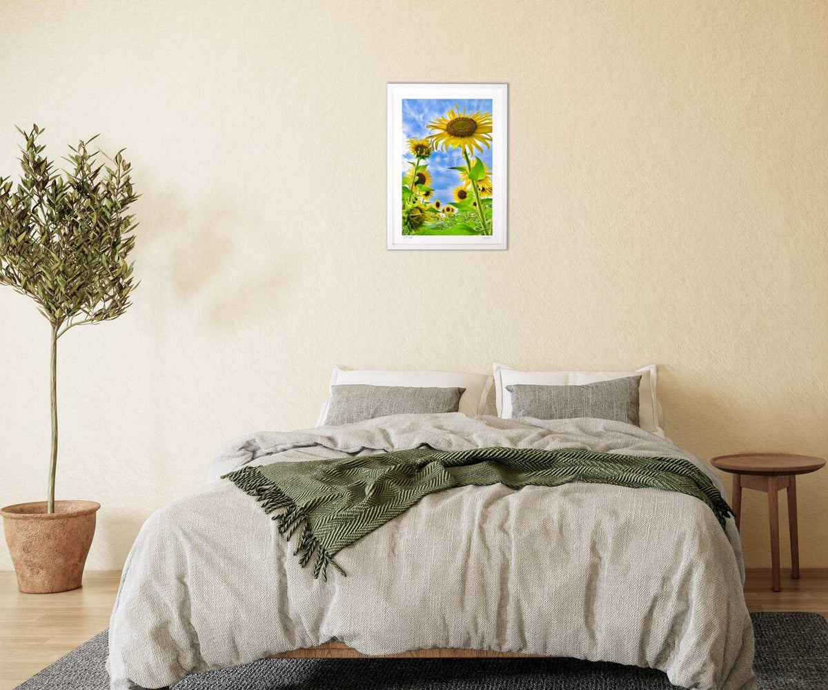Sunflowers and the summer sky