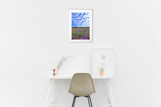 秋空とコスモス