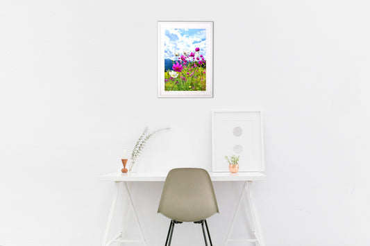 風に靡くコスモス