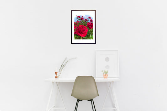 雨あがりの薔薇