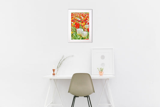 真春のチューリップ