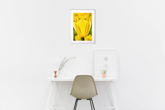 行燈のようなチューリップ