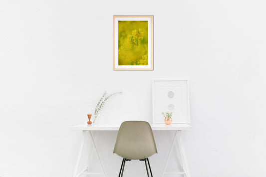 写真 菜の花畑(縦)