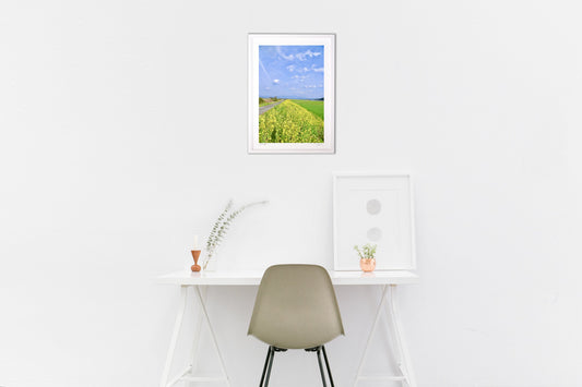 川べりの菜の花畑