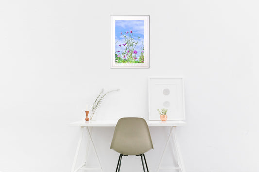 咲きはじめのコスモス