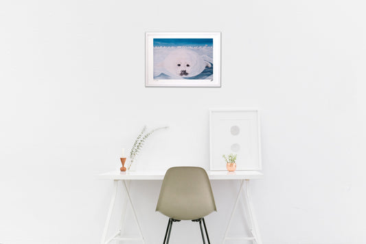 人の瞳のアザラシ