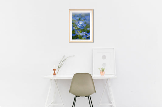 ネモフィラの輝き