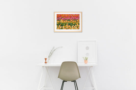 チューリップ畑