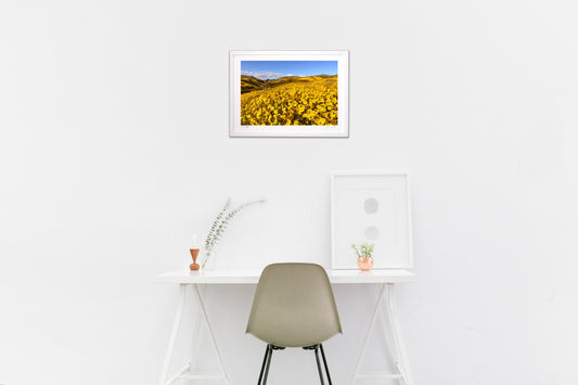 カリフォルニア・ワイルドフラワー