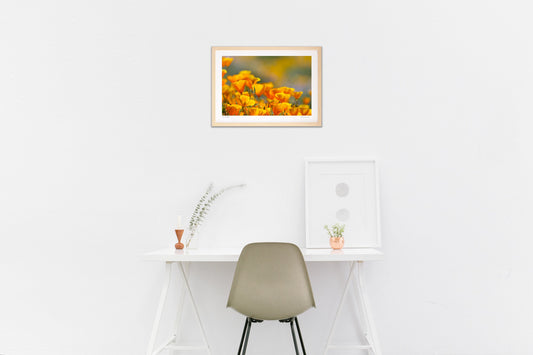 カリフォルニアポピー