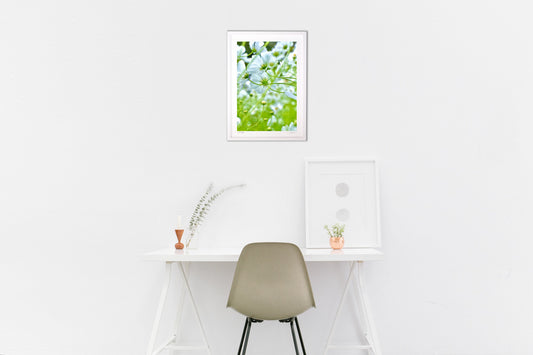 ホワイトコスモス