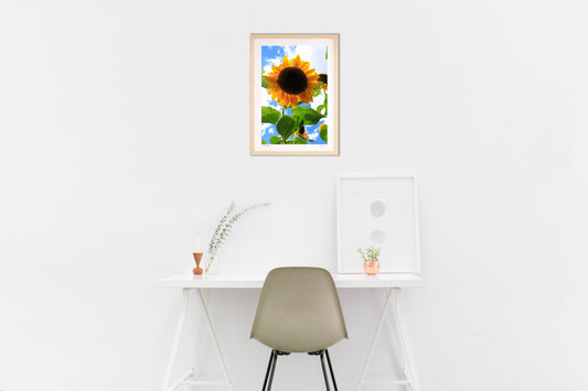 Summer sunflowers