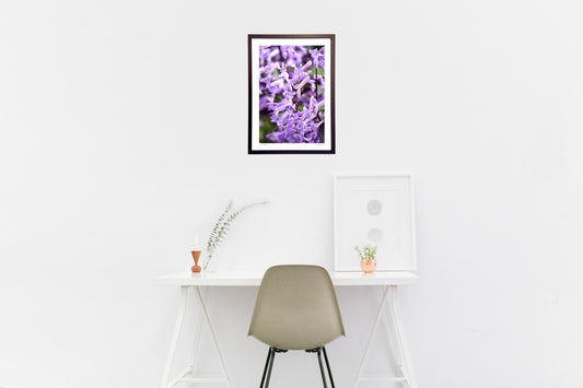 プレクトランサス・モナラベンダー