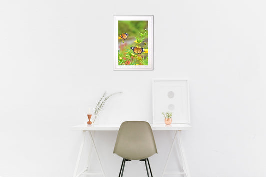 ツマグロヒョウモン