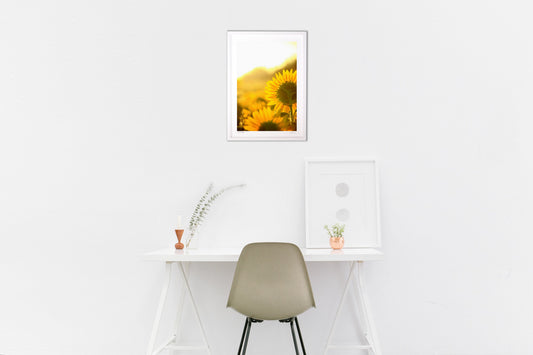 初夏のひまわり