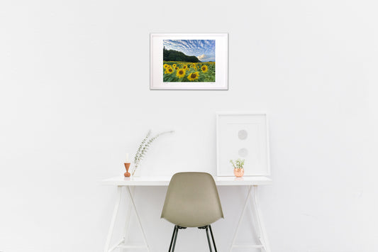 美しのひまわり畑