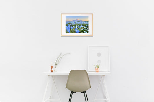 ネモフィラと富士山